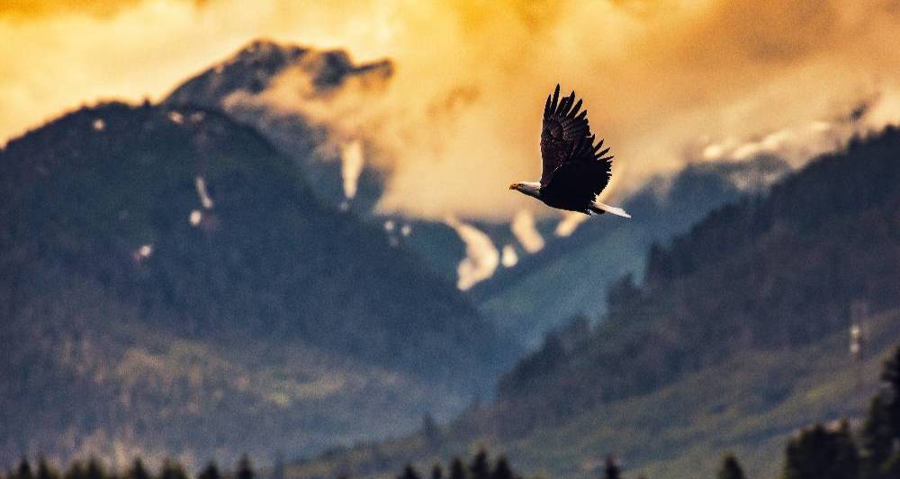 a bald eagle flies through a scenic mountainscape