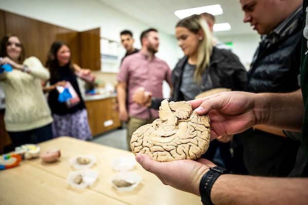 Model brain in classroom