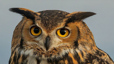 owl image