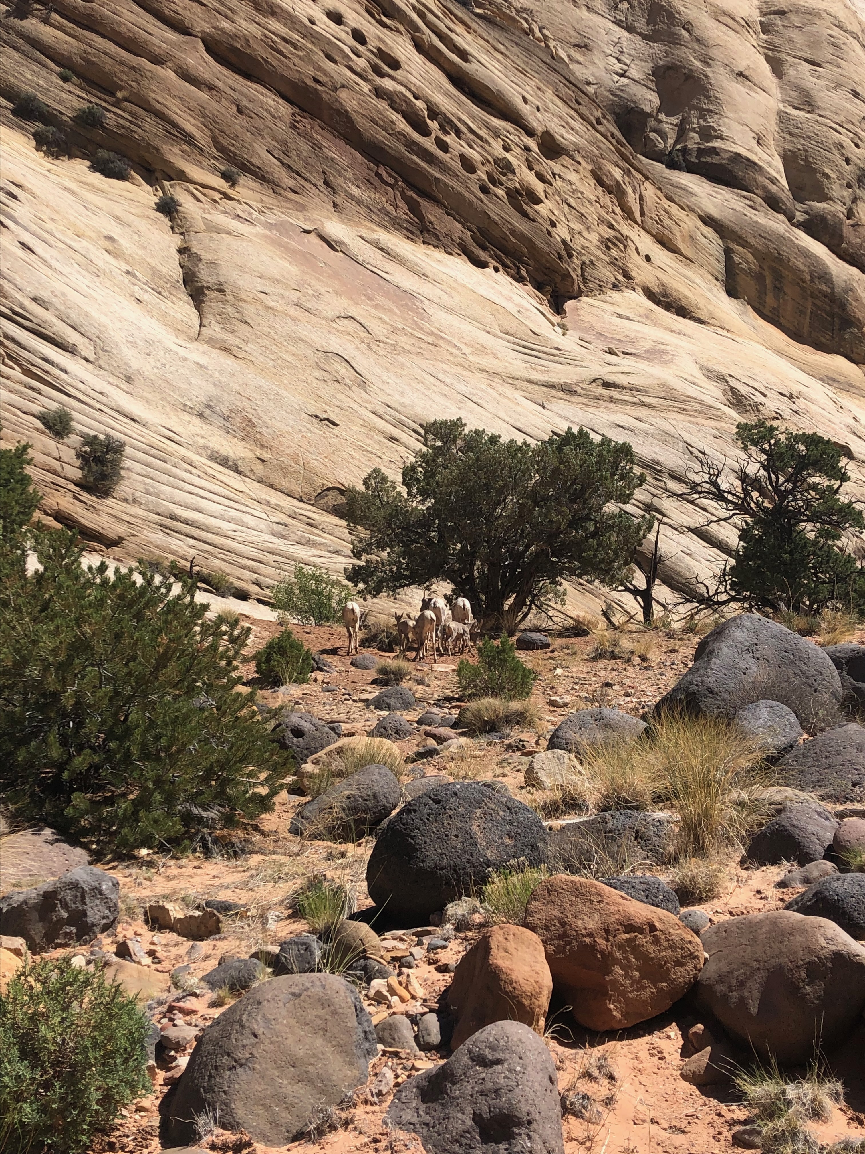 A group of bighorn sheep standing on the Kayenta Formation, in front of a wall of Navajo Sandstone. Notice the basalt boulders near the bighorn, as well as the tafoni (round holes in rock) in the Navajo Sandstone above