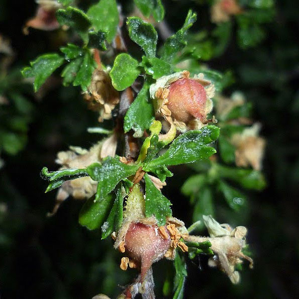  2. Immature fruit (note this image is a P .tridentata var. tridentata species) [7].