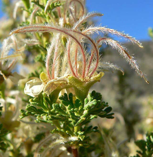 Cliffrose (Purshia stansburyana) fruit [9]. 