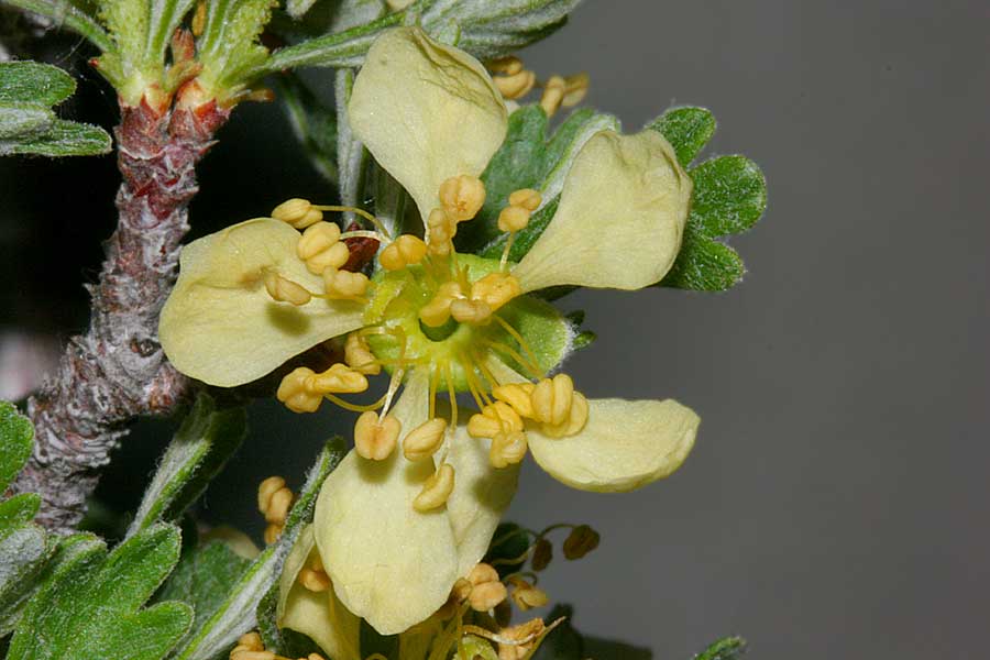 Purshia tridentata flower [4].