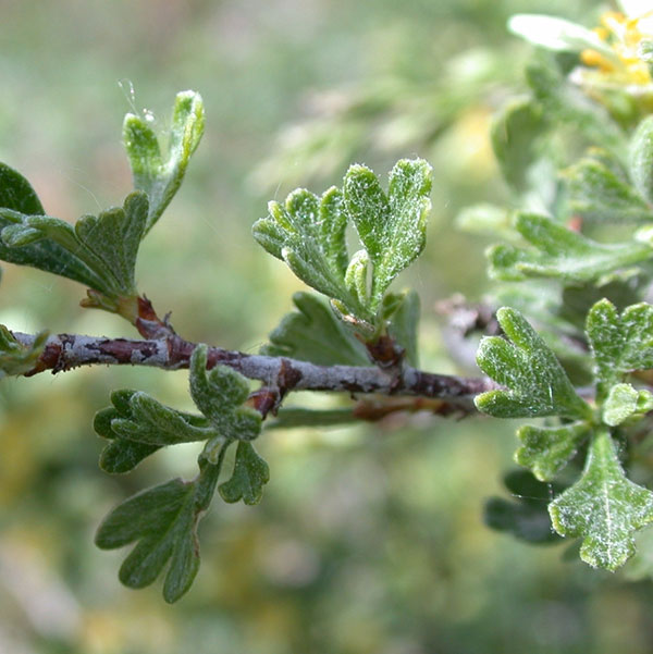 Closer look at the three-lobed leaves [14]