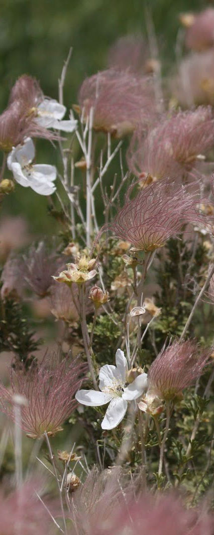 Flower and fruit of Fallugia paradoxa [2]. 