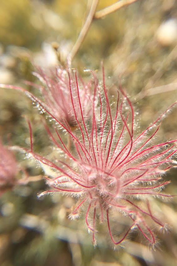 Apache plume (F. paradoxa) fruit [6]  