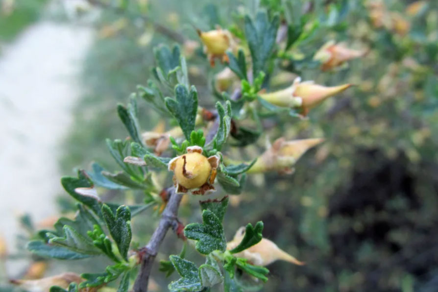 Antelope bitterbrush (Purshia tridentata) fruit [8]     