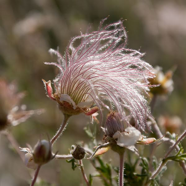 Mature fruit of Fallugia paradoxa [12]. 