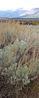 Artemisia tridentata at Glacier View Turnout on the Snake River [2]. 