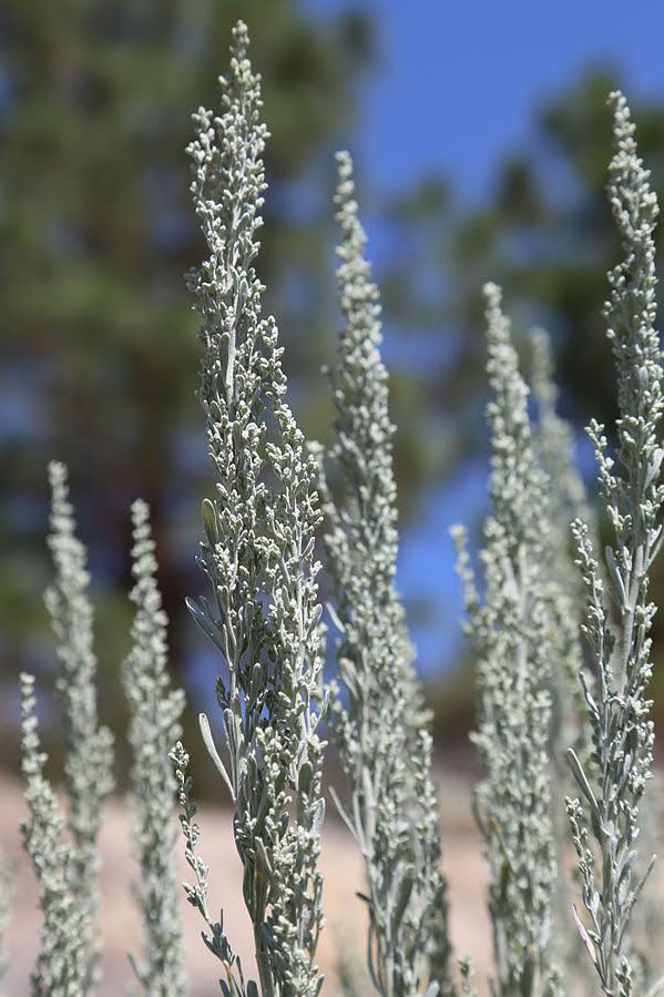 Close up of the flowering spikes (paniculate inflorescence) of Artemisia tridentata [5].