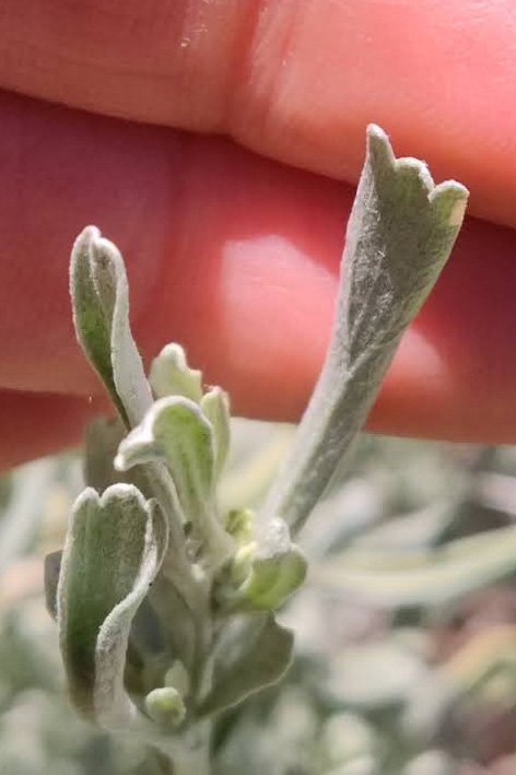 Closer look at the three-teethed leaves of Artemisia tridentata [6].