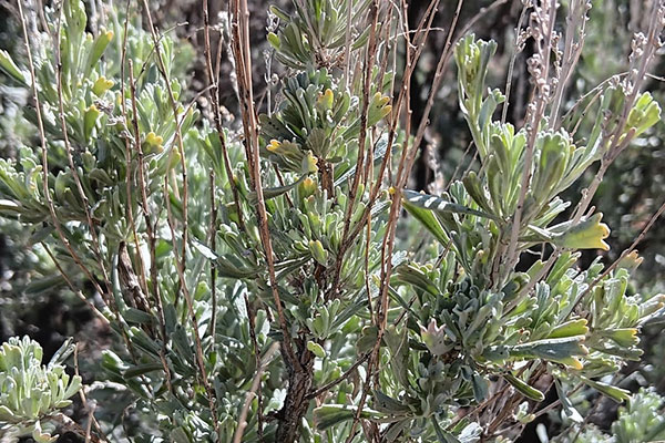 The three-teethed leaves and dried inflorescence on a Big Sagebrush plant [7]. 