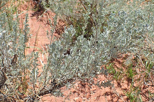 Artemisia tridentata along the Virgin River  [4].