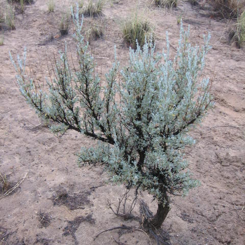 Big Sagebrush located in San Juan County, UT [11]. 