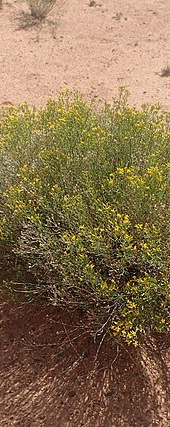 Broom snakeweed located at the Petrified Dunes in Arches National Park [2]. 