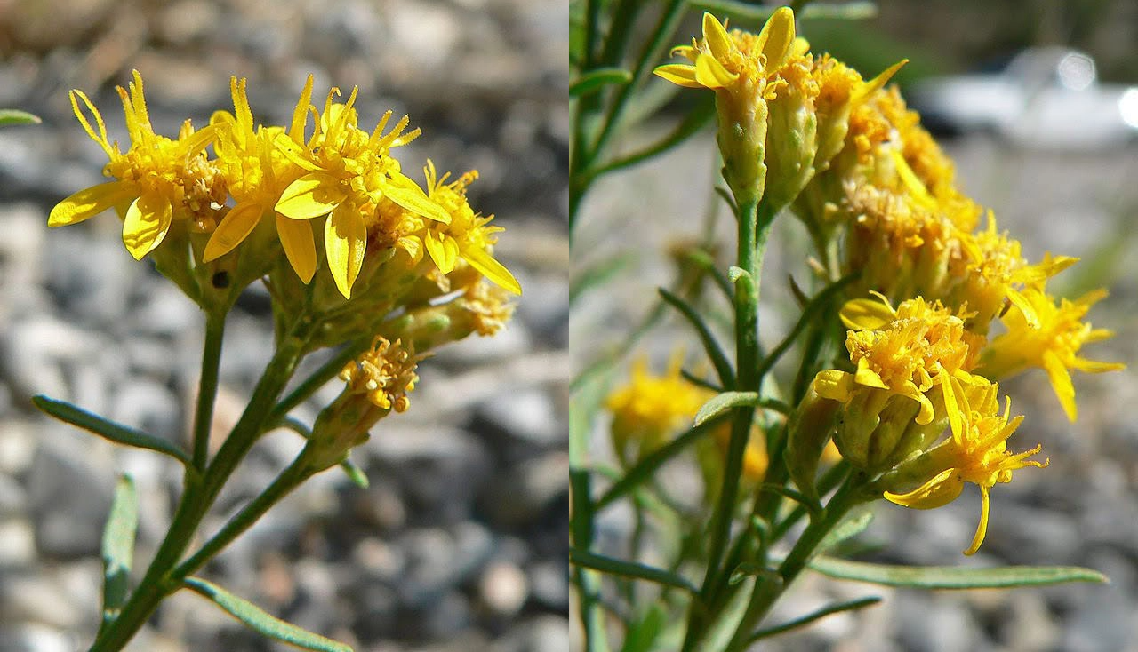 Broom snakeweed flowers [6]