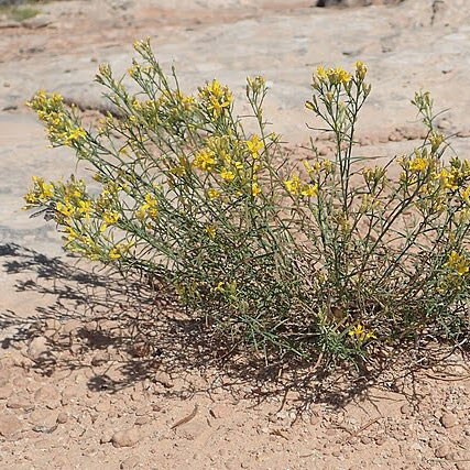 Gutierrezia sarothrae plant located in South Fork Sevenmile Canyon, UT [9]. 