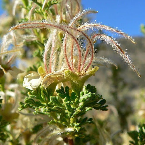 Purshia stansburyana fruits [4].