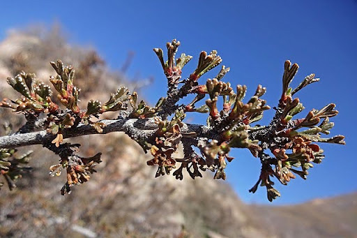 Purshia tridentata bark [8]. 