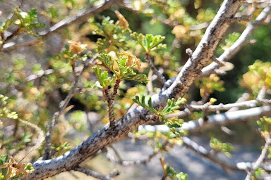 Leaves and branches of Purshia stansburyana. Image by Kylee Larsen. 