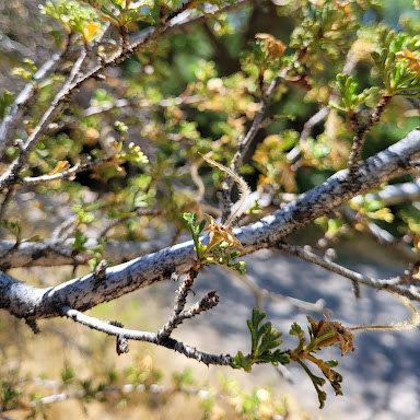 the flowers of Purshia stansburyana. Image by Kylee Larsen.