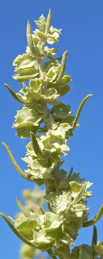 Flowering Atriplex canescens var. canescens in Red Rock Canyon, southern Nevada. Photo by Stan Shebs [2].