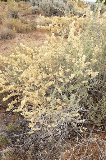   Atriplex canescens plant covered in fruit [6].