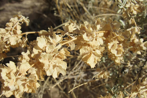 A closer look at the distinct 4-winged fruit of Atriplex canescens [7].