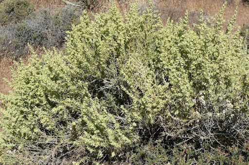 Entire plant  in Red Rock Canyon, southern Nevada. Photo by Stan Shebs. [5]