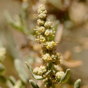 Male flower of Fourwing Saltbush, Photo by Patrick Alexander [8].