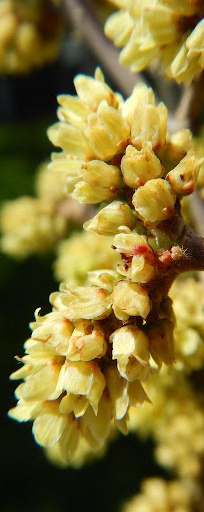 Rhus aromatica flower. Photo by Matt Lavin. [2]