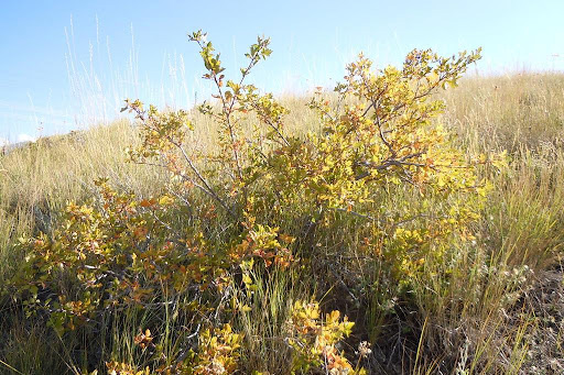 Rhus aromatica, entire plant. Photo by Matt Lavin. [4]