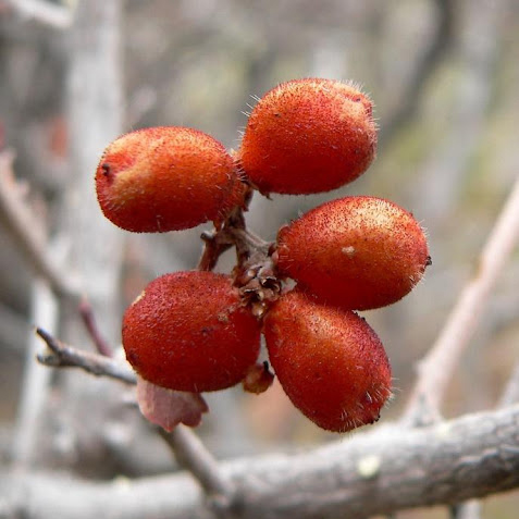 Rhus aromatica fruits. Photo by Stan Sheb. [8]