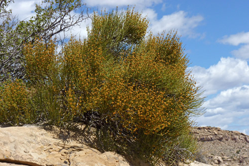Male flowering plant of Ephedra viridis [3].