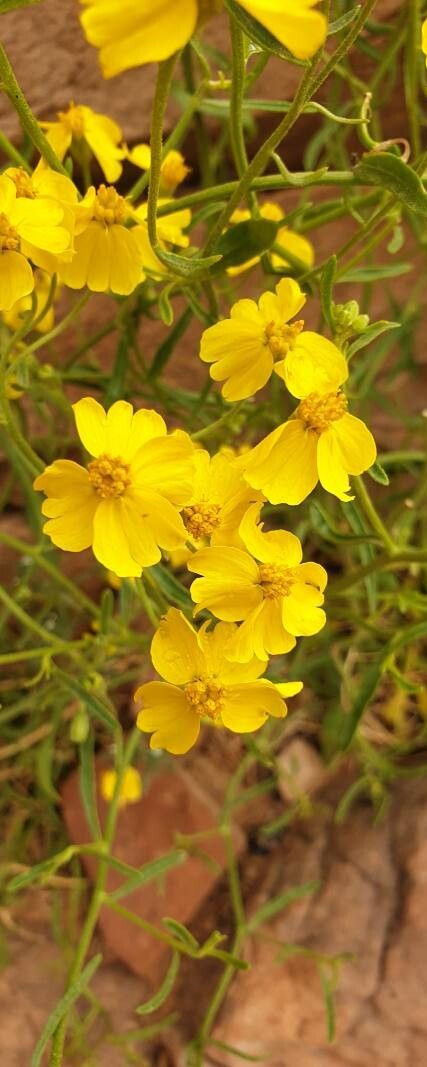 Psilostrophe sparsiflora flower and leaf. Photo by Thomas Binder [2]