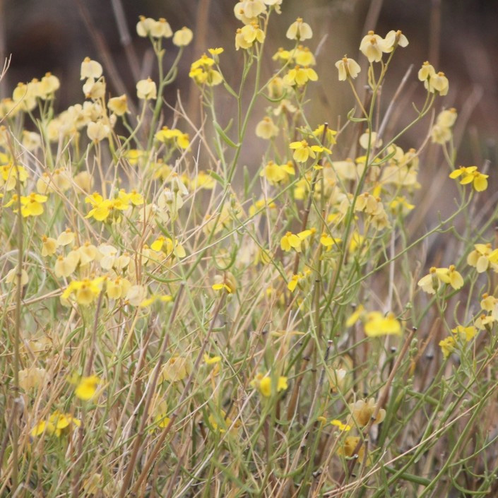 Entire plant of Psilostrophe sparsiflora showing persistent ray flowers. Photo by Phillip Woods [9]. 