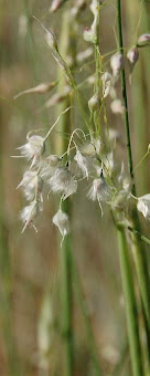 Eriocoma hymenoides by at Olympus Hill Park, Salt Lake City, UT [2]. 