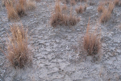 Indian ricegrass growing in cryptobiotic crust at White Sands National Monument [5]. 