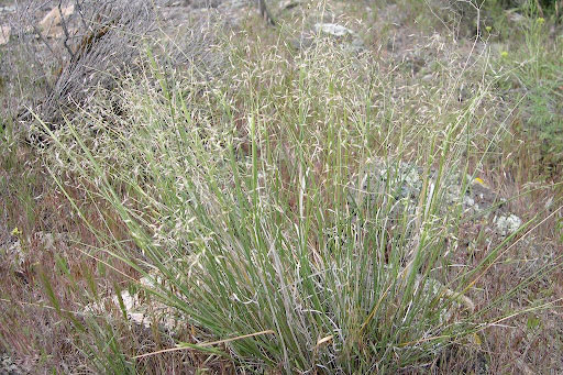 Indian ricegrass plant located in Moab [4]. 