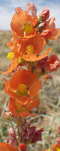 Photo of the Mohave Globemallow