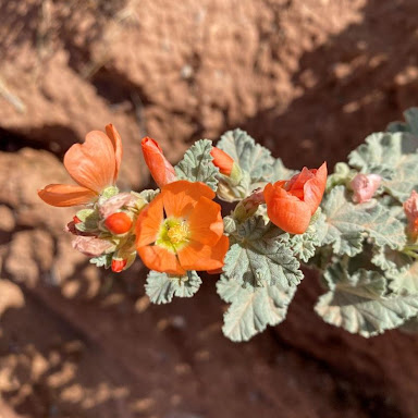 Flower and Leaf. Photo by Joe Fife [6]