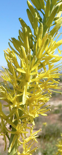 Prince's Plume in flower located on California-Nevada border south of Pahrump [2].