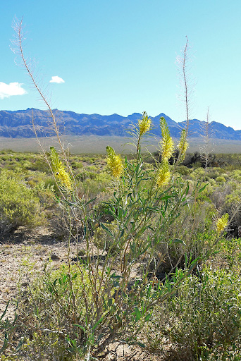 Stanleya pinnata near Corn Creek station in the Desert National Wildlife Range [4]. 