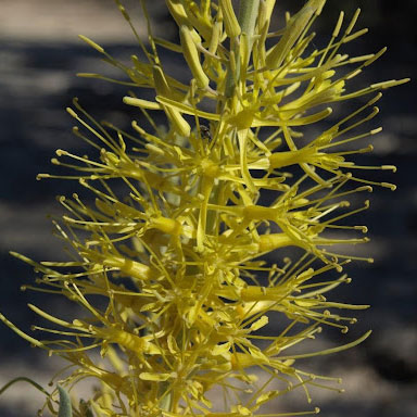 Close up of Stanleya pinnata flower showing the petals and spreading sepals [11].