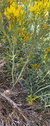 Ericameria nauseosa including flowers, leaves, and stems. Image by Kylee Larsen.