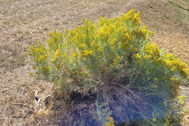 Habit of E. nauseosa. Image by Kylee Larsen.