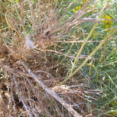 Stems and bark of E. nauseosa. Image taken by Kylee Larsen.