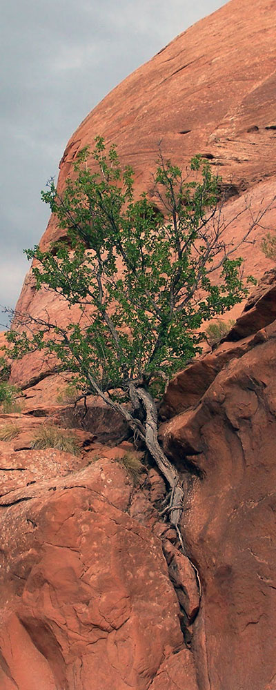 Fraxinus anomala plant in habitat. Photo by Bryant Olsen [2]. 