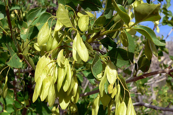 Photo of leaf and samara of Fraxinus anomala. Photo by Stan Shebs [4]. 