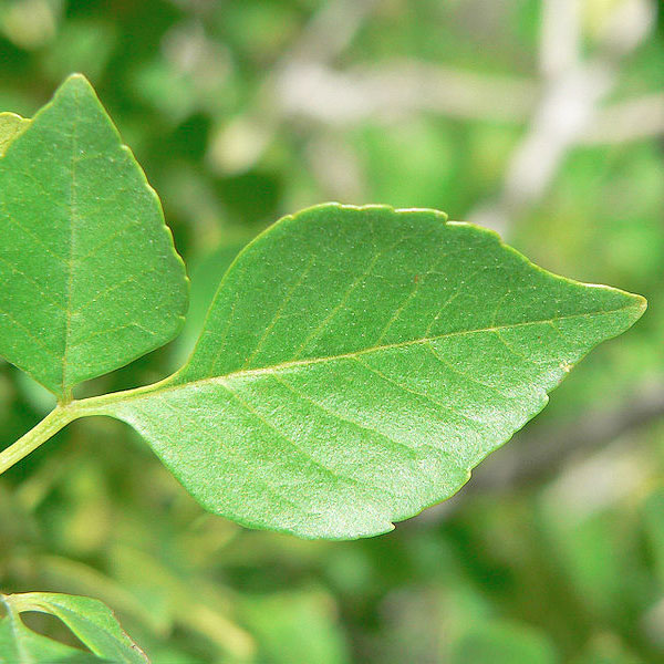 Photo of leaf showing few leaflets on Fraxinus anomala. Photo by Stan Shebs [5]. 